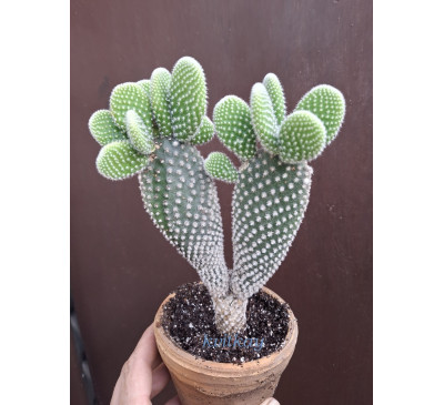 Кактус Опунція дрібноволосиста (Opuntia microdasys)